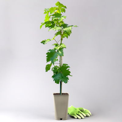 Kernarme Tafeltraube 'Frumosa Alba'® Kernarme Tafeltraube 'Frumosa Alba'®