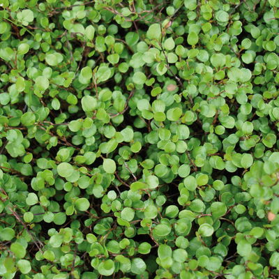Mühlenbeckia, sattgrün, Topf-Ø 9 cm, 12 Stück Mühlenbeckia, sattgrün, Topf-Ø 9 cm, 12 Stück