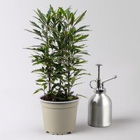 Fingerarale 'Bianca', Topf-Ø 12 cm, inkl. Keramikübertopf, 2 Pflanzen