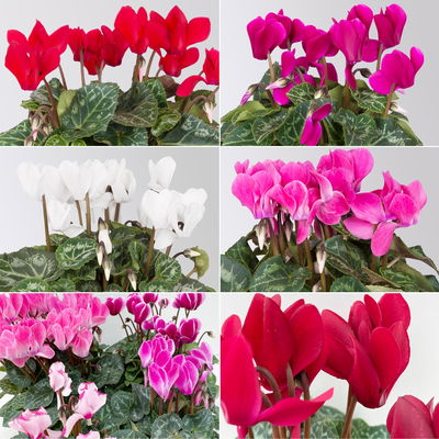 Alpenveilchen 'Outland', Farben zufällig, Topf-Ø 10,5/11 cm, 6 Pflanzen