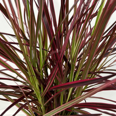 Lampenputzergras 'Fireworks', bunt, Topf-Ø 19 cm, 2 Pflanzen