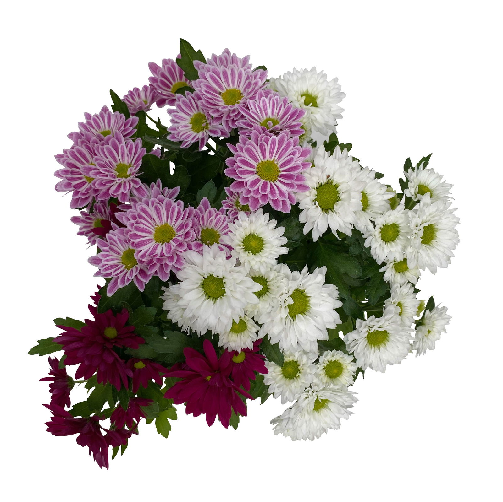 Chrysanthemen 'Swifty Trio', weiß, rosa & dunkelrot, Topf-Ø 12 cm, 6 Pflanzen