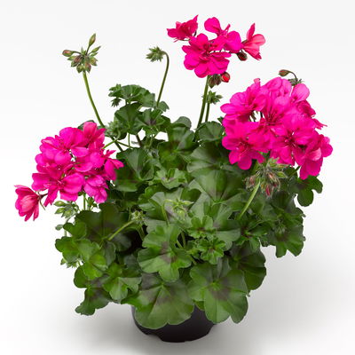 Geranie  'Ivy League™ Deep Pink' pink, hängend, Topf-Ø 13 cm, 6er-Set