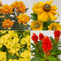 Pflanzenkreation Spätsommer-Gold gelb-orange, 8 Pflanzen inkl. Erde & Dünger