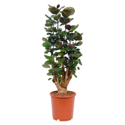 Polyscias 'Fabian', Topf-Ø 24 cm, Höhe ca. 80 cm Polyscias 'Fabian', Topf-Ø 24 cm, Höhe ca. 80 cm