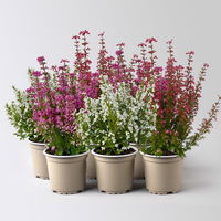 Glockenheide Mini 'Beauty Queens®', Farben zufällig, Topf-Ø 6 cm, 6 Stück