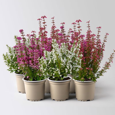 Glockenheide Mini 'Beauty Queens®', Farben zufällig, Topf-Ø 6 cm, 6 Pflanzen Glockenheide Mini 'Beauty Queens®', Farben zufällig, Topf-Ø 6 cm, 6 Pflanzen