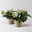 Christrose 'Advent Star', weiß, Topf-Ø 15 cm, 2 Pflanzen