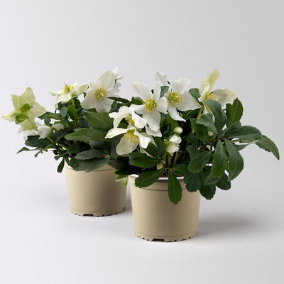 Christrose 'Advent Star', weiß, Topf-Ø 15 cm, 2 Pflanzen