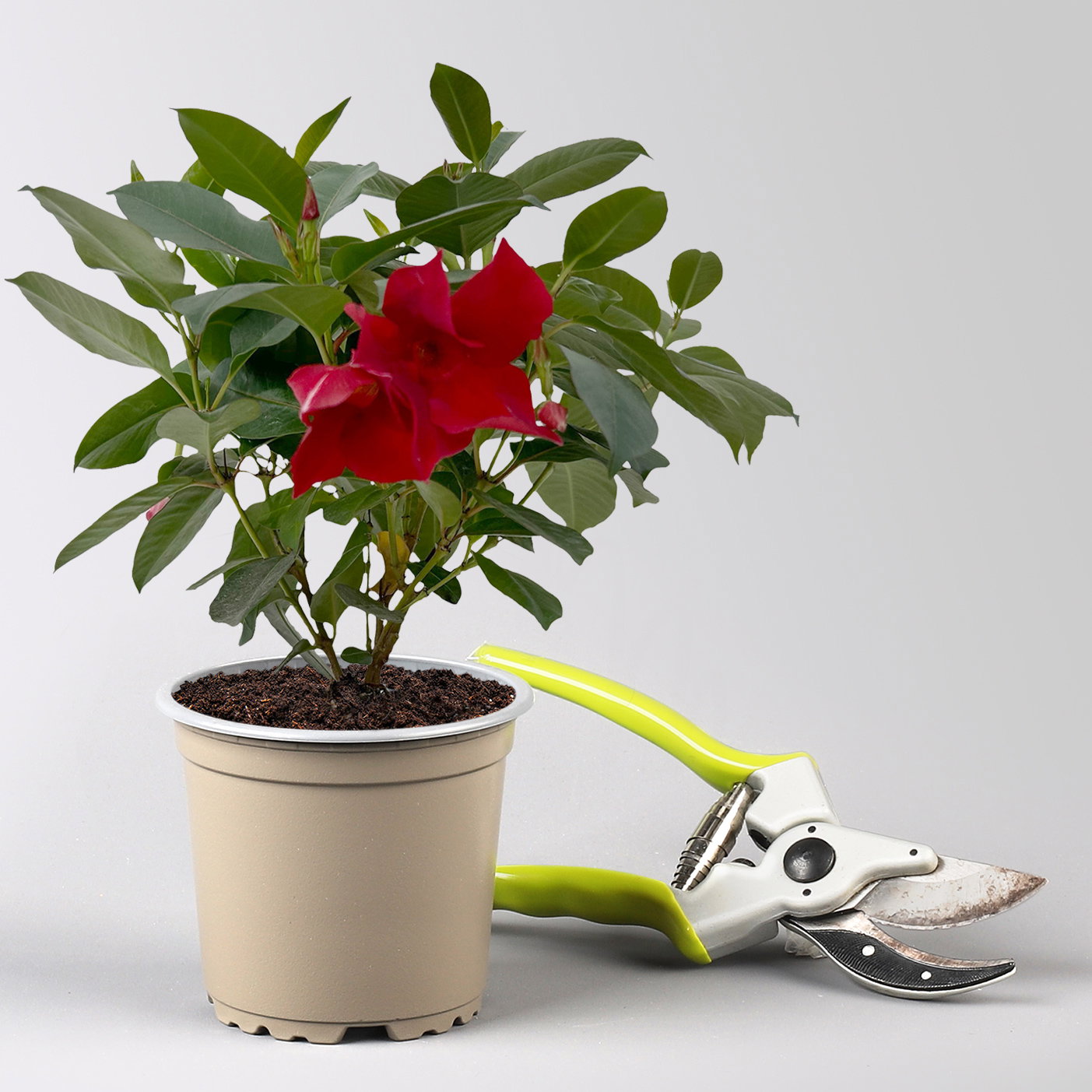 Pflanzenkreation 'Sonnenkünstler', 12 Pflanzen inkl. Erde und Dünger