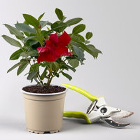 Pflanzenkreation 'Sonnenkünstler', 12 Pflanzen inkl. Erde und Dünger