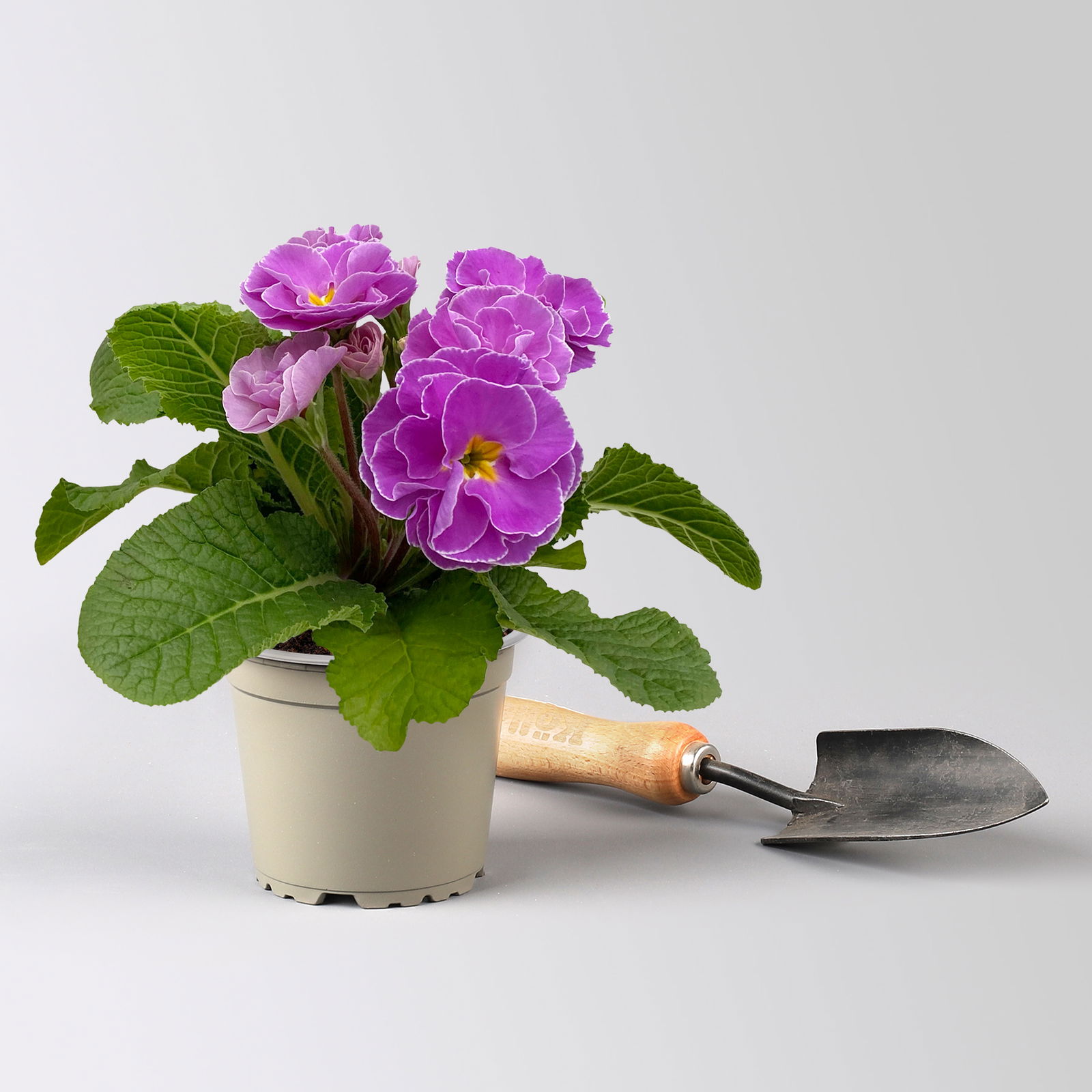 Pflanzenkreation Primelliebe, 9 Pflanzen inkl. Erde & Dünger