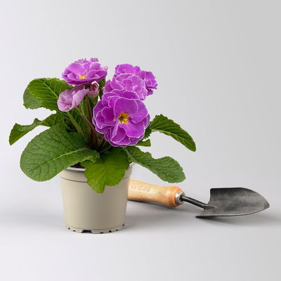 Pflanzenkreation Primelliebe, 9 Pflanzen inkl. Erde & Dünger