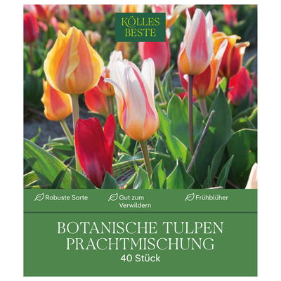 Botanische Tulpen Prachtmischung 40 Blumenzwiebeln