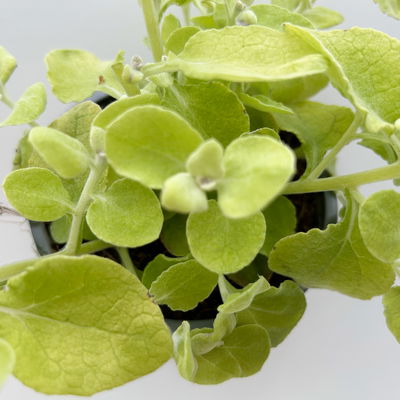 Helichrysum 'Gold', gelblaubig, Topf- Ø 12 cm, 6 Pflanzen