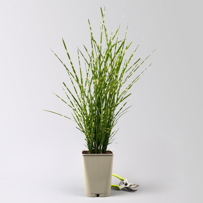 Bio Zebragras 'Zebrinus', Topf 5 Liter