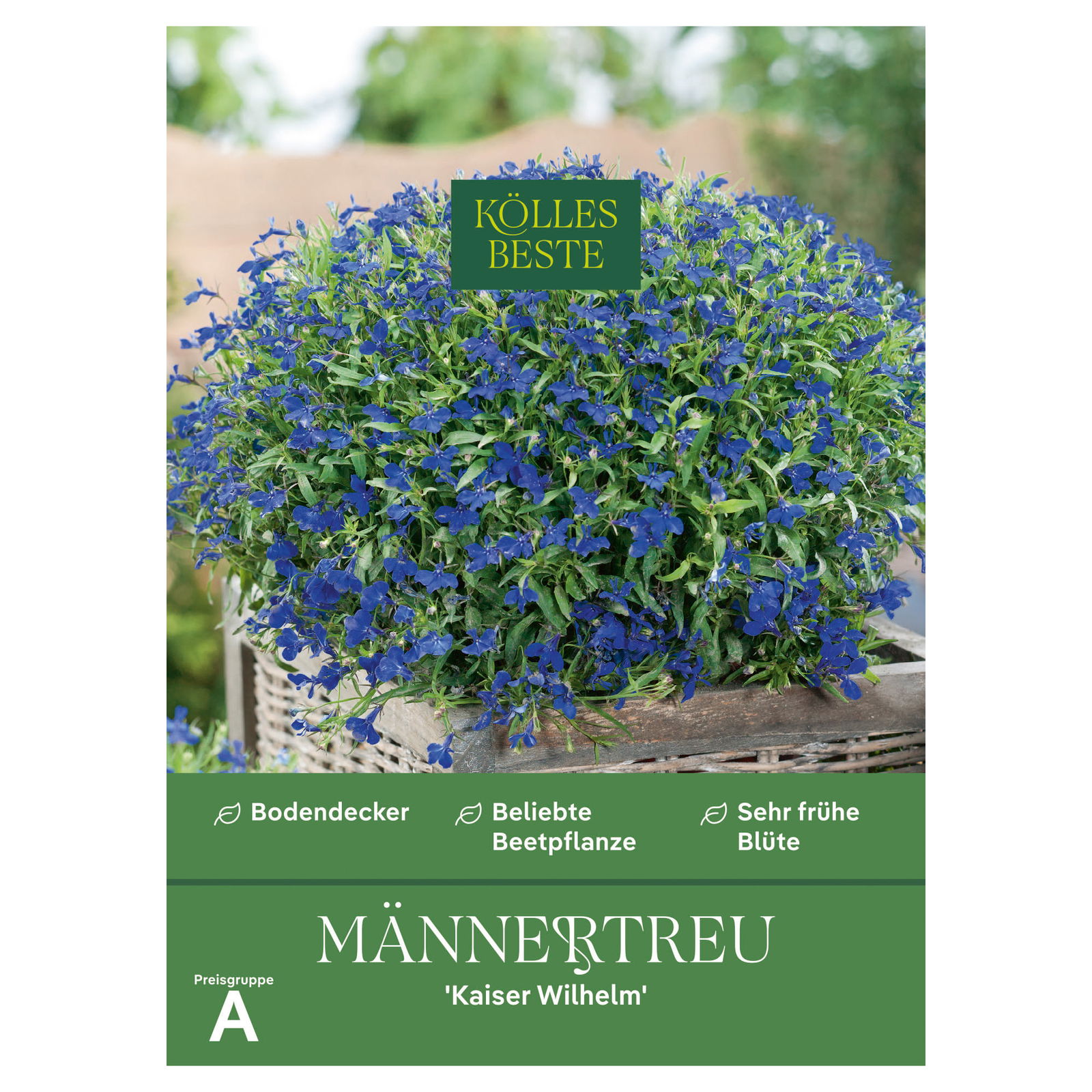 Kölles Beste Blumensamen, Männertreu 'Kaiser Wilhelm'