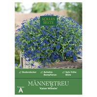 Kölles Beste Blumensamen, Männertreu 'Kaiser Wilhelm'