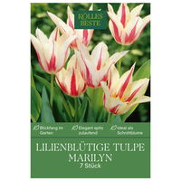 Lilienblütige Tulpen 'Marilyn', weiß, orange, Größe 11/12, 7 Blumenzwiebeln