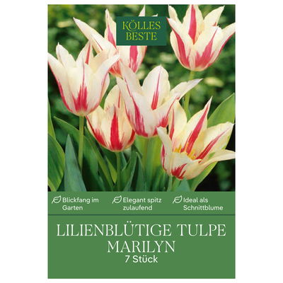 Lilienblütige Tulpen 'Marilyn', weiß, orange, Größe 11/12, 7 Blumenzwiebeln Lilienblütige Tulpen 'Marilyn', weiß, orange, Größe 11/12, 7 Blumenzwiebeln