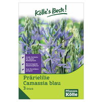 Camassia Leichtlinii (Blaue Prärielilie) blau, 3 Blumenzwiebeln