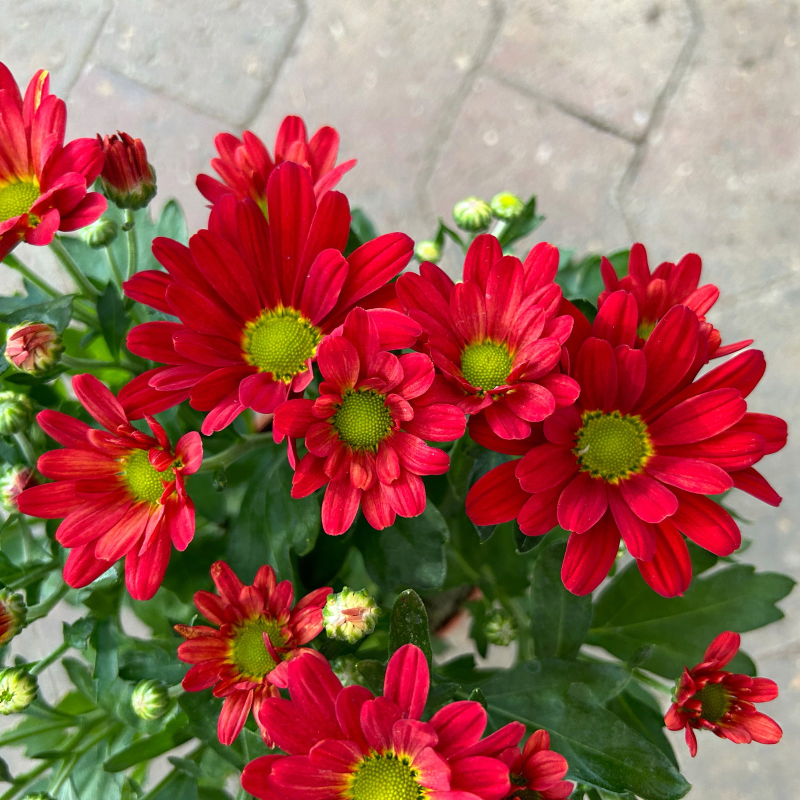 Chrysanthemen, rot, Topf-Ø 12 cm, 6 Pflanzen Chrysanthemen, rot, Topf-Ø 12 cm, 6 Pflanzen