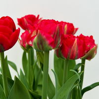 Tulpe 'Pamplona' rot, vorgetrieben, Topf-Ø 23 cm