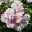 Ramblerrose 'Paul's Himalayan Musk', rosa-weiß, Topf 5 Liter