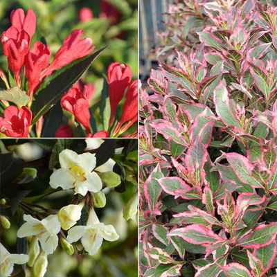 Frühlingsblüher Zwergweigelien-Kollektion, 3er-Set, Topf je 3 Liter Frühlingsblüher Zwergweigelien-Kollektion, 3er-Set, Topf je 3 Liter