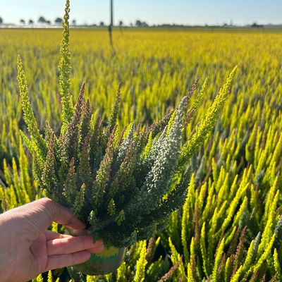 Calluna 'SKYLINE® Trio', gelb-orange-grau, Topf-Ø 11 cm, 6 Pflanzen Calluna 'SKYLINE® Trio', gelb-orange-grau, Topf-Ø 11 cm, 6 Pflanzen
