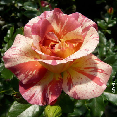 Französische Rose 'Alfred Sisley'®, orange, rosa und gelb, Topf 5 Liter