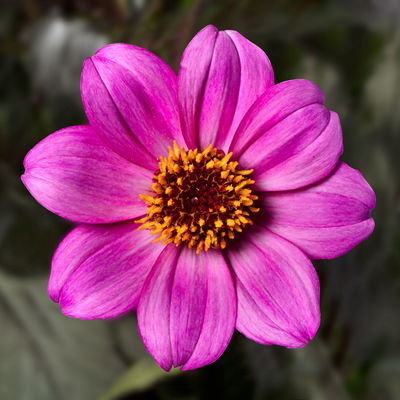 Dahlie bienenfreundlich, Farbe zufällig, Topf-Ø 14 cm, 4 Pflanzen