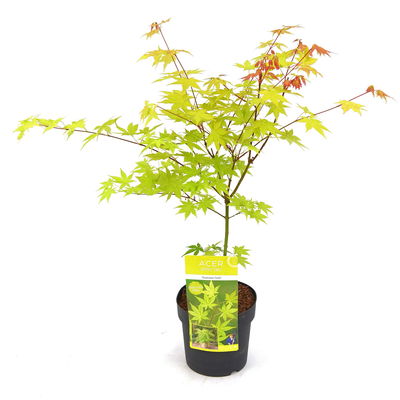 Gelber Fächerahorn 'Summer Gold', gelblaubig, Höhe 40 - 60 cm, Topf-Ø 19 cm Gelber Fächerahorn 'Summer Gold', gelblaubig, Höhe 40 - 60 cm, Topf-Ø 19 cm