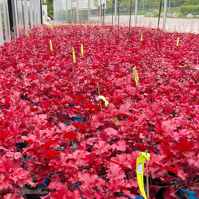 Bio Purpurglöckchen 'Fire Alarm', rot, Topf-Ø 12 cm, 3 Pflanzen Bio Purpurglöckchen 'Fire Alarm', rot, Topf-Ø 12 cm, 3 Pflanzen