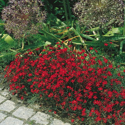 Stauden-Set, 12 Pflanzen für 2 m², weiß-rot