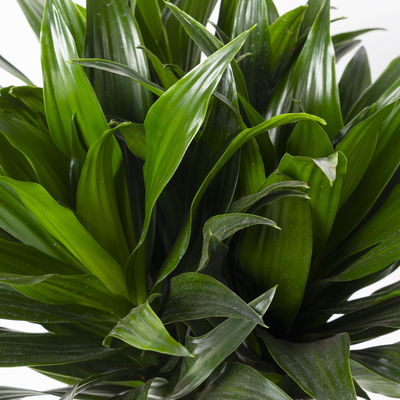 Duftender Drachenbaum 'Compacta', Topf-Ø 24 cm, Höhe ca. 120 cm