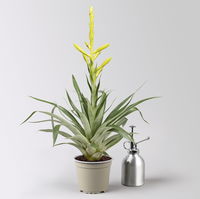 Tillandsie oerstediana, gelb, im Übertopf Vibes gelb, Topf-Ø 12 cm Tillandsie oerstediana, gelb, im Übertopf Vibes gelb, Topf-Ø 12 cm