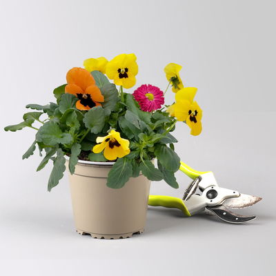 Frühlingmix, bunt, Topf-Ø 13 cm, 6 Pflanzen