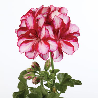 Geranie 'Lollipop Mariska Dark Red' rot-weiß, hängend, Topf-Ø 13 cm, 6er-Set