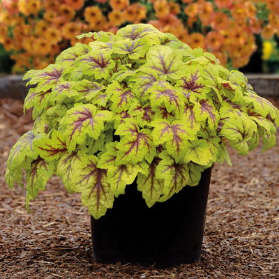 Bio Heucherella 'Stoplight®', creme-weiß Topf-Ø 12 cm, 3 Pflanzen