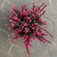 Heide 'Garden Girls® Lönneby', rot, Topf-Ø 13 cm, 6 Pflanzen