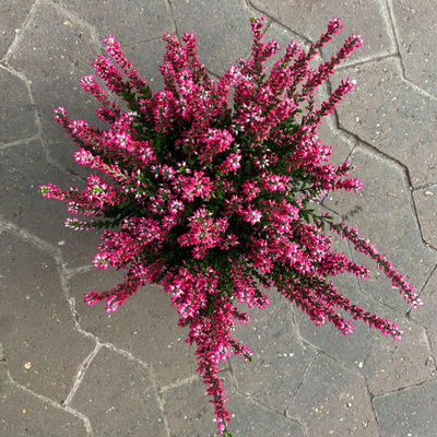 Calluna 'Garden Girls® Lönneby', rot, Topf-Ø 13 cm, 6 Pflanzen Calluna 'Garden Girls® Lönneby', rot, Topf-Ø 13 cm, 6 Pflanzen