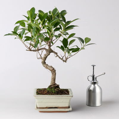 Bonsai in mediterraner Schale, Art zufällig, Topf-Ø 15 cm, Höhe ca. 30 cm Bonsai in mediterraner Schale, Art zufällig, Topf-Ø 15 cm, Höhe ca. 30 cm