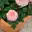 Kübelgeeignete Rosen Kübelgeeignete Rosen