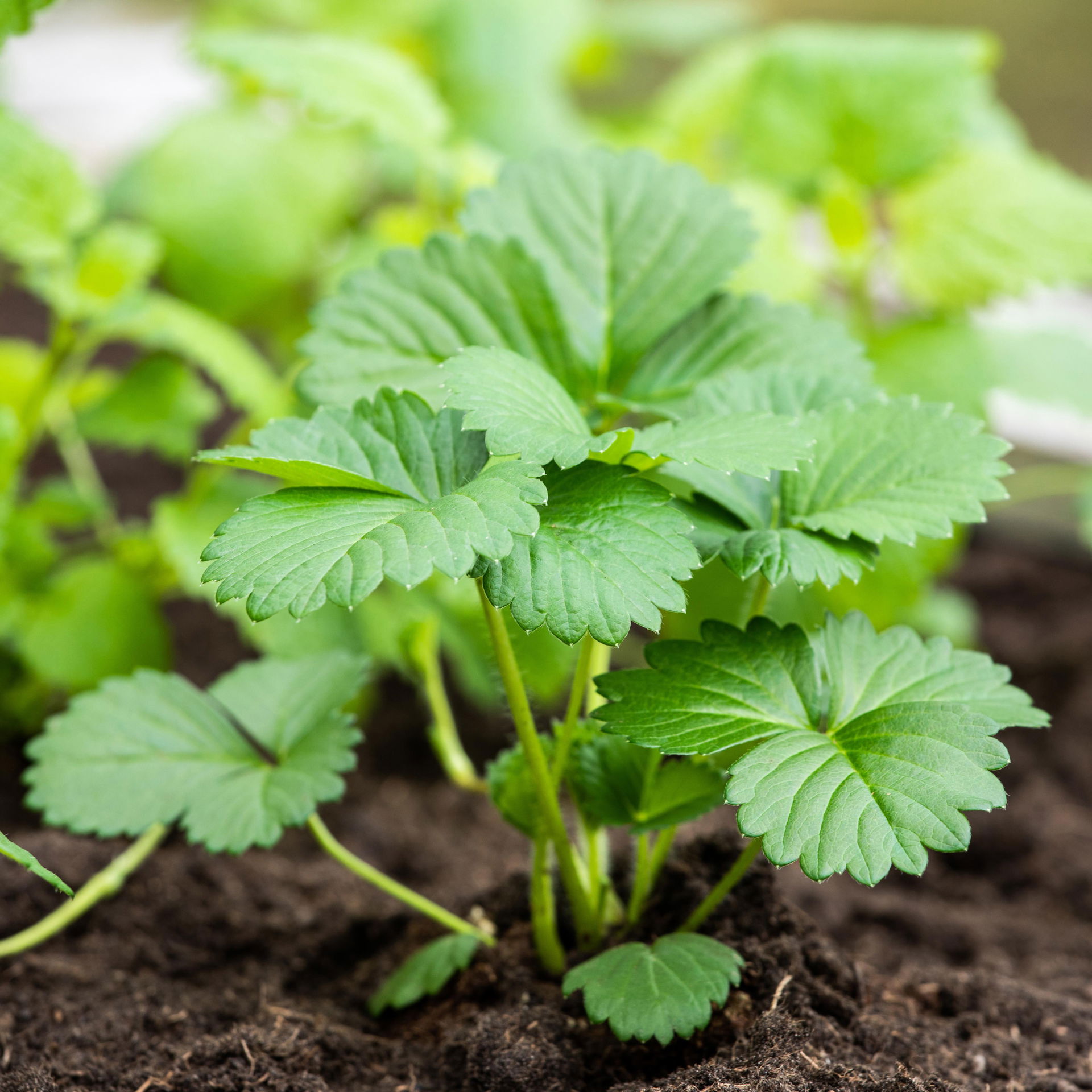 Bio Erdbeere Hummi® 'Rimona', online kaufen | Pflanzen-Kölle