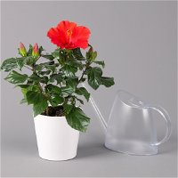 Hibiskus, rot, mit Keramiktopf Dallas weiß, Topf-Ø 13 cm, 2er-Set