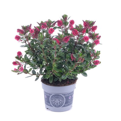 Hebe 'All Blooms®', rot-pink, Topf-Ø 12 cm, 3 Pflanzen