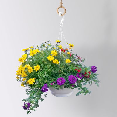 Blumenampel TrioMio™ 'Tweety Pop', blau-rot-gelb, Ampeltopf ca. 27 cm Ø