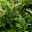 Kölle Kirschlorbeer 'Etna'®, 35er-Set, Höhe 40-60 cm, Topf je 4,6 Liter