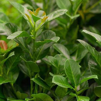Kirschlorbeer 'Etna'®, 40/60 cm, 12 lt. Topf Kirschlorbeer 'Etna'®, 40/60 cm, 12 lt. Topf